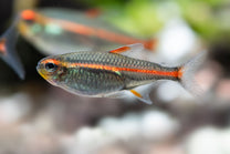 Glowlight Tetra - Shrimpy Business