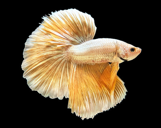 Gold Dragon Halfmoon Betta Male