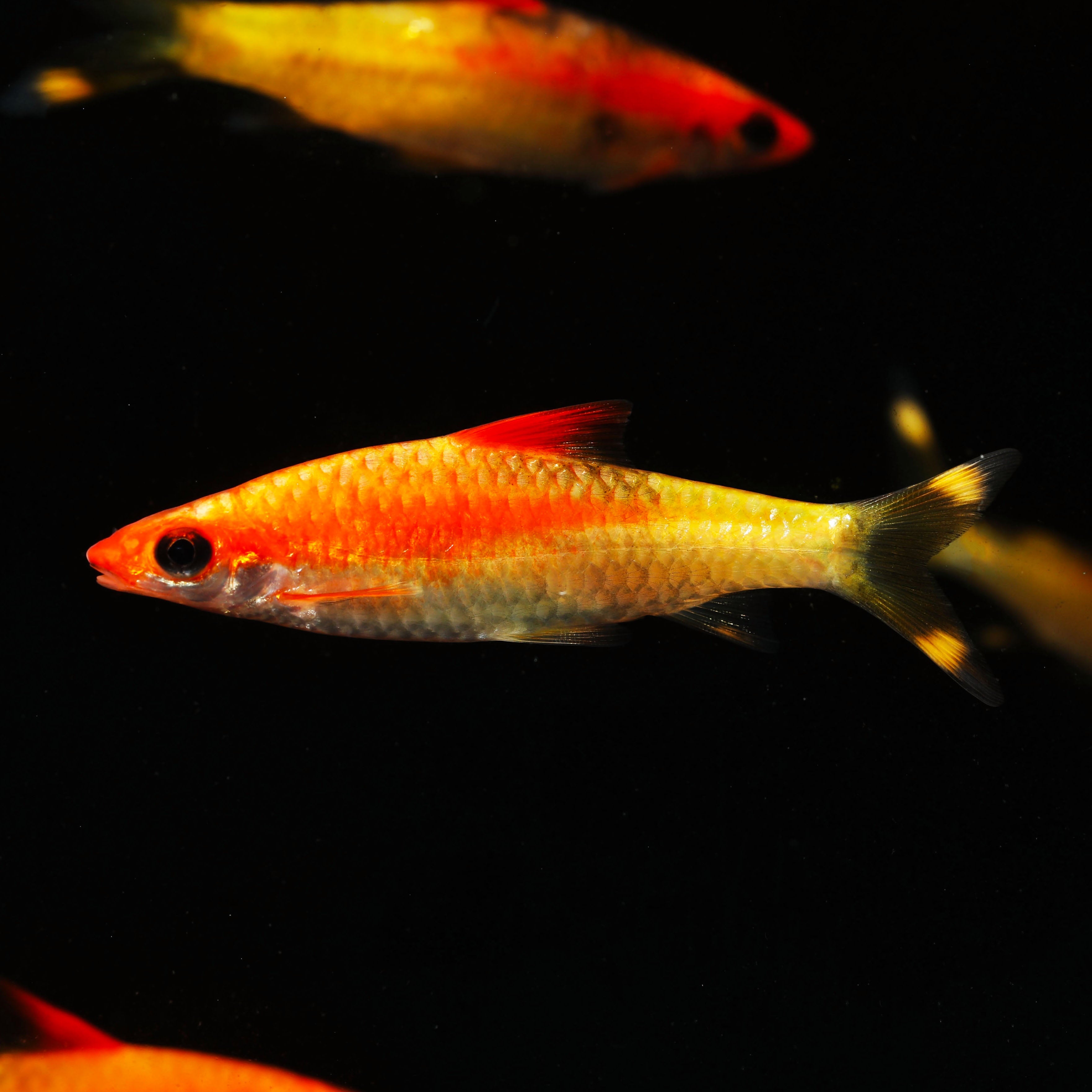 Gold Roseline Barb | Nano FIsh | Shrimpy Business