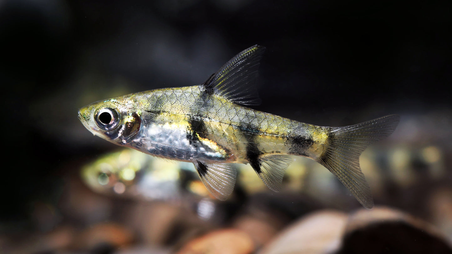 Golden Dwarf Barb (Tank-Bred)