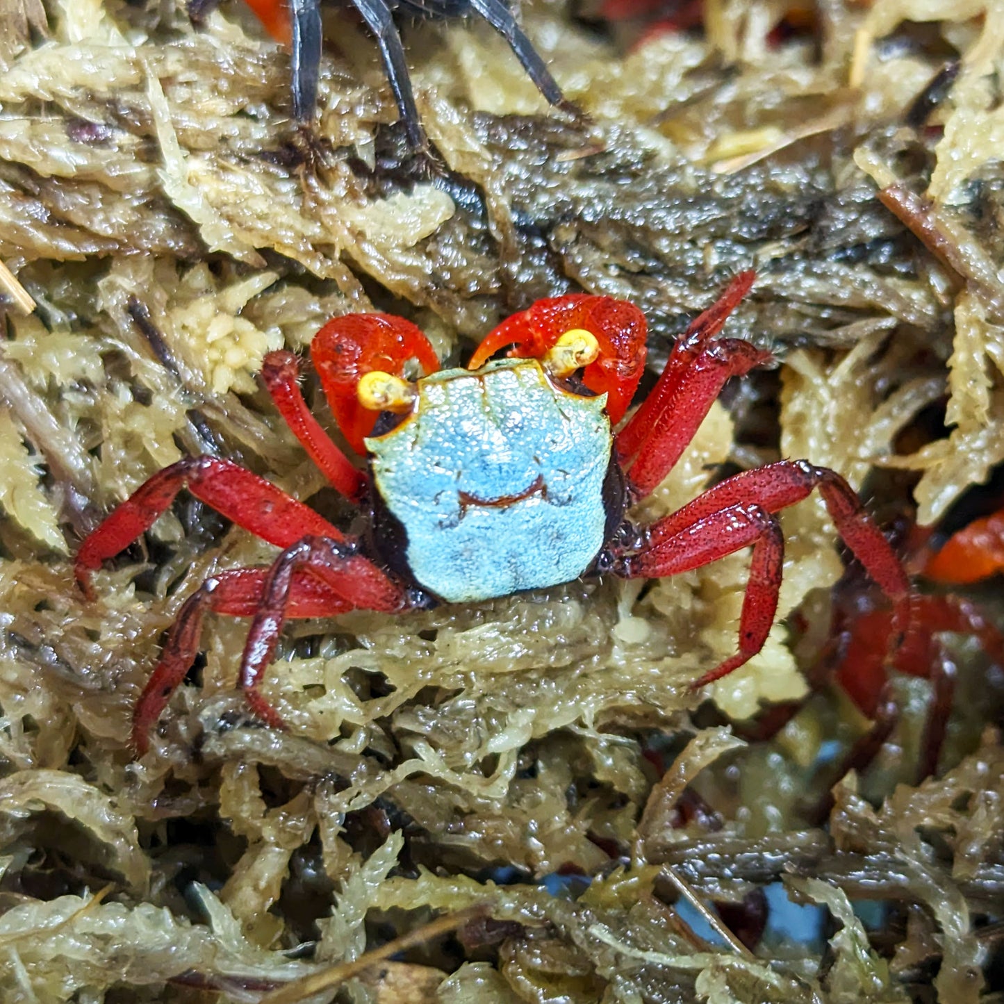 Golden Eye Vampire Crabs