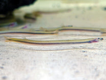 Golden Kuhli Loach