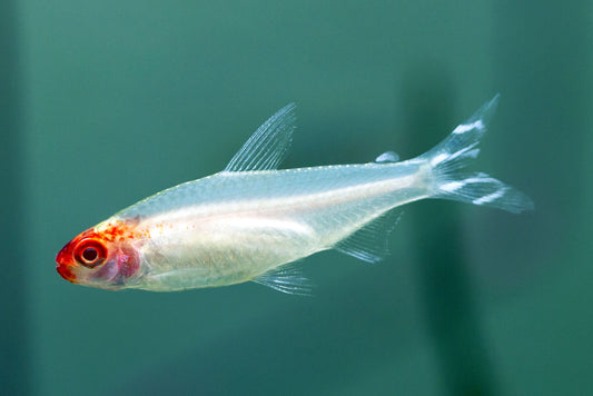 Golden Rummynose Tetra (Tank-Bred)