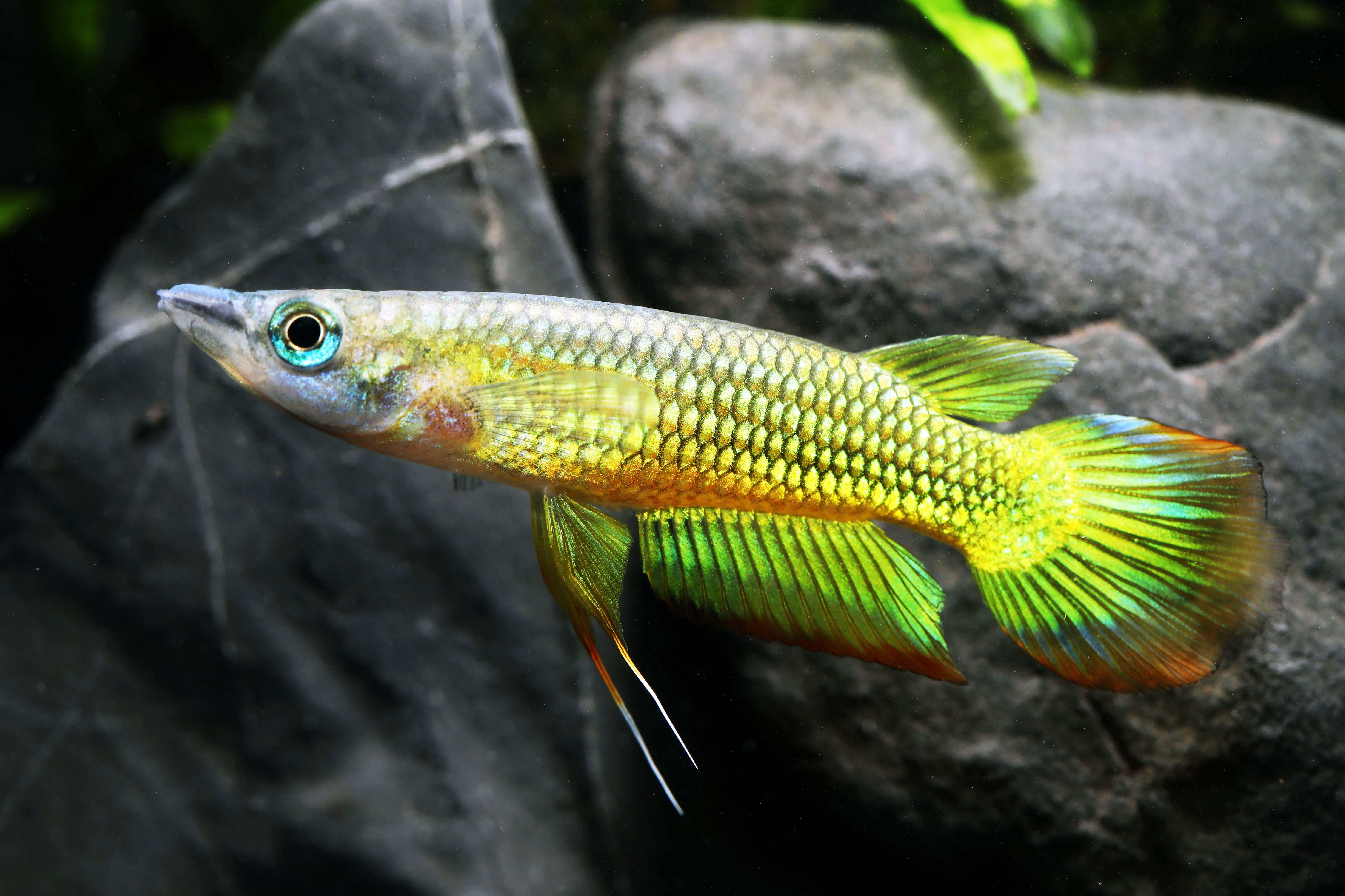 Golden Wonder Killifish Nano Fish Shrimpy Business