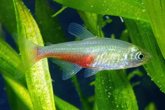 Green Fire Tetra (Tank-Bred)