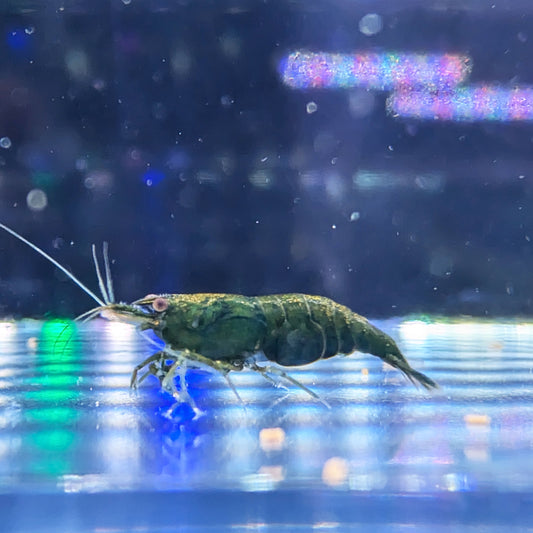 Green Jade Shrimp