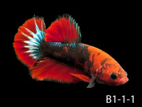 Hell-Boy Halfmoon Plakat Betta (WYSIWYG)