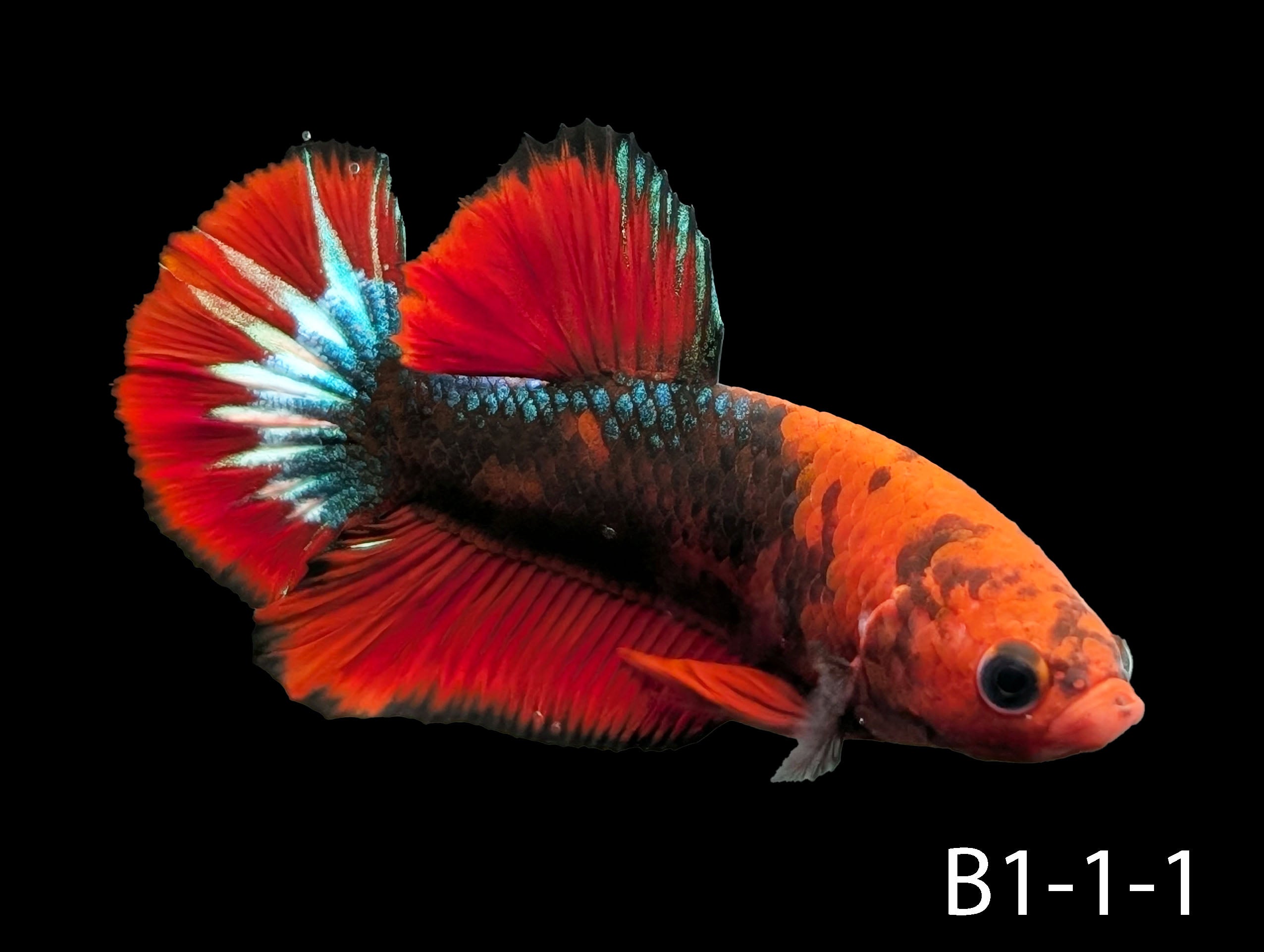 Hell-Boy Halfmoon Plakat Betta (WYSIWYG)