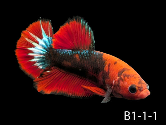 Hell-Boy Halfmoon Plakat Betta (WYSIWYG)