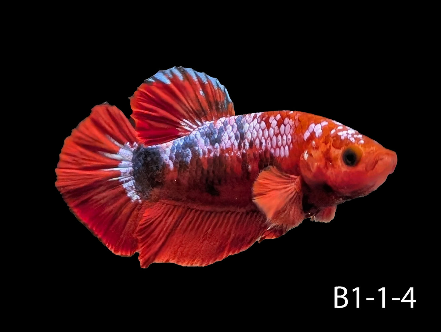 Hell-Boy Halfmoon Plakat Betta (WYSIWYG)