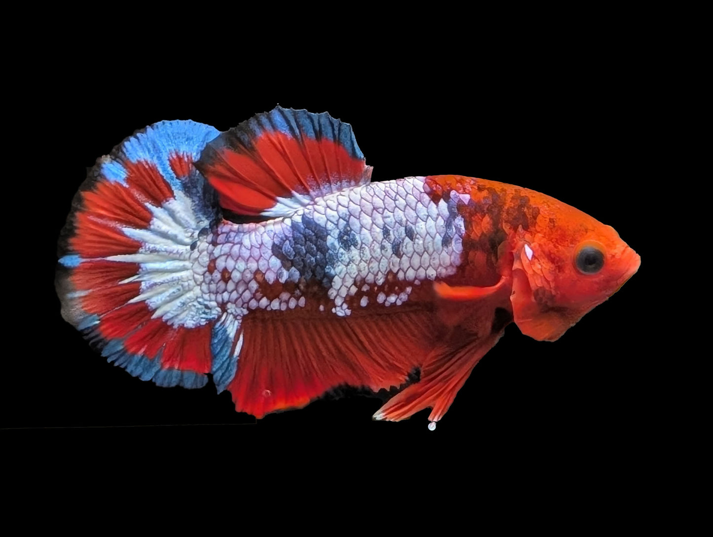 Hell-Boy Halfmoon Plakat Betta (WYSIWYG)
