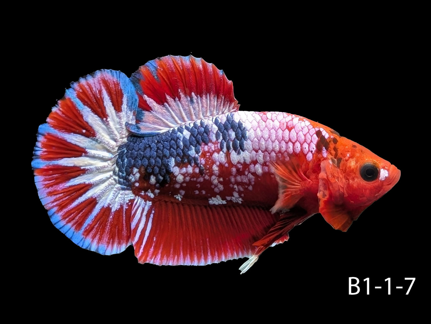 Hell-Boy Halfmoon Plakat Betta (WYSIWYG)