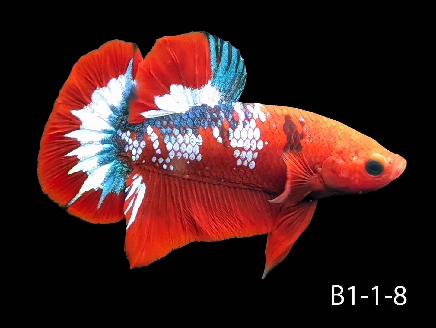 Hell-Boy Halfmoon Plakat Betta (WYSIWYG)