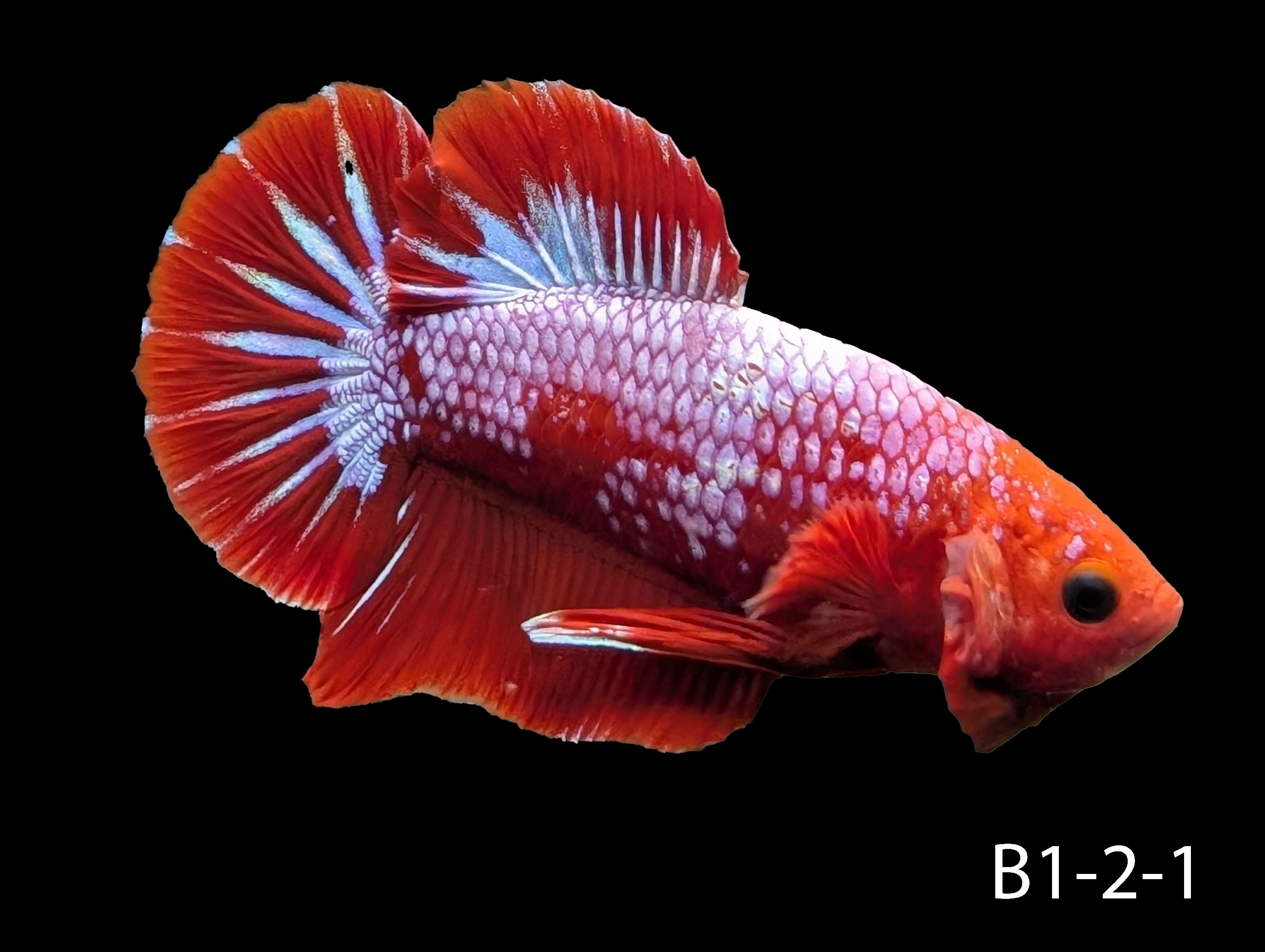 Hell-Boy Halfmoon Plakat Betta | Nano FIsh | Shrimpy Business