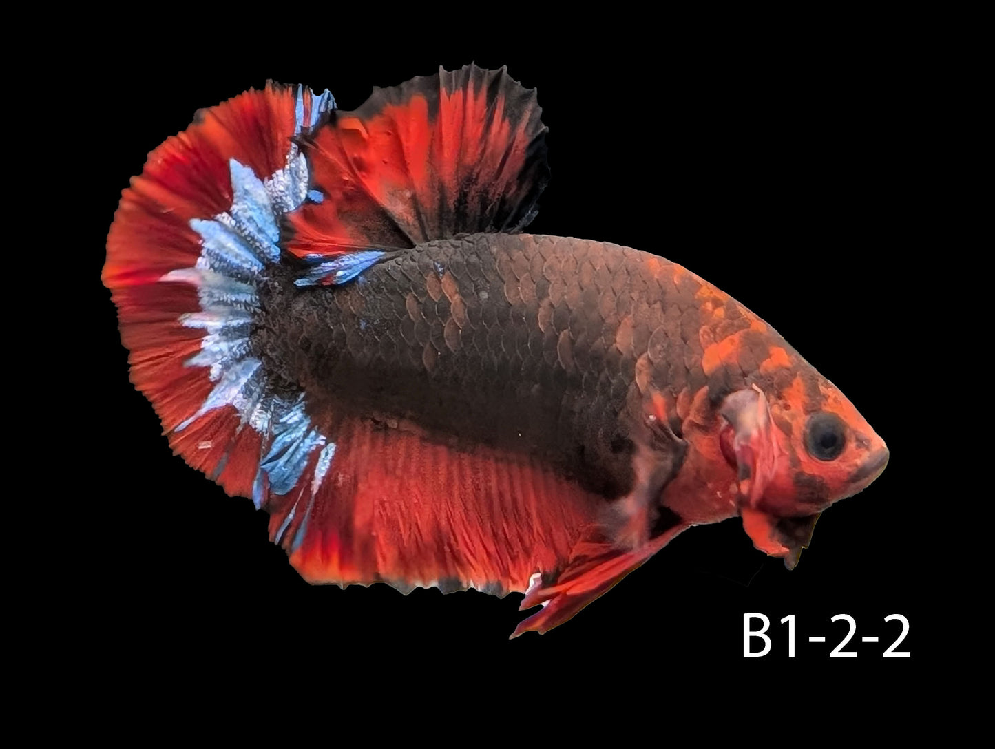 Hell-Boy Halfmoon Plakat Betta (WYSIWYG)