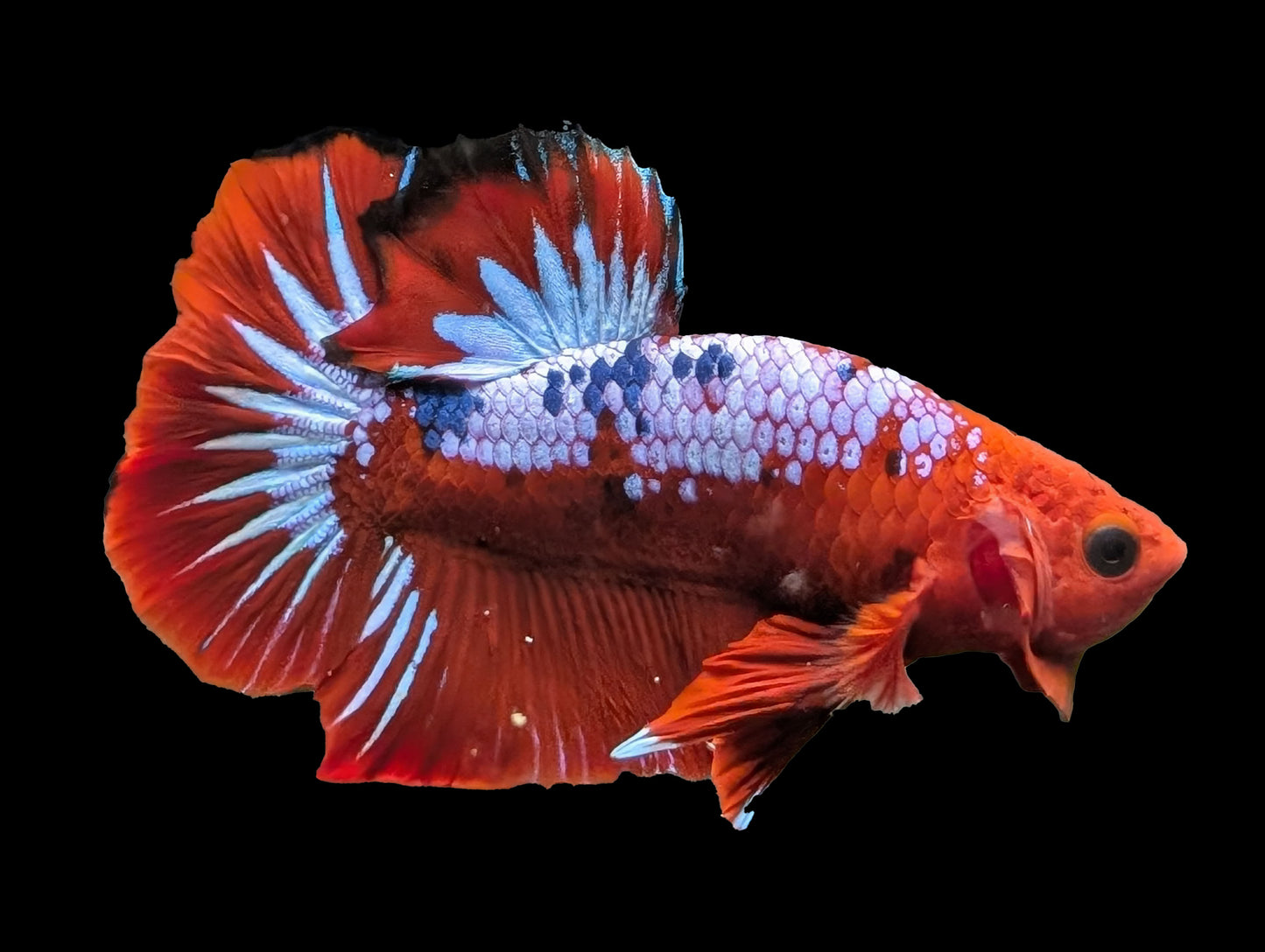 Hell-Boy Halfmoon Plakat Betta (WYSIWYG)