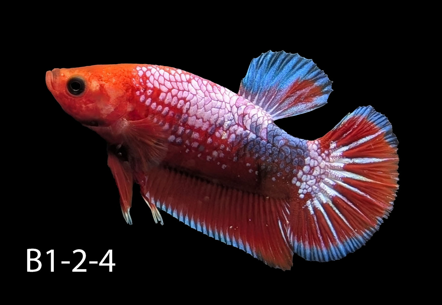 Hell-Boy Halfmoon Plakat Betta (WYSIWYG)
