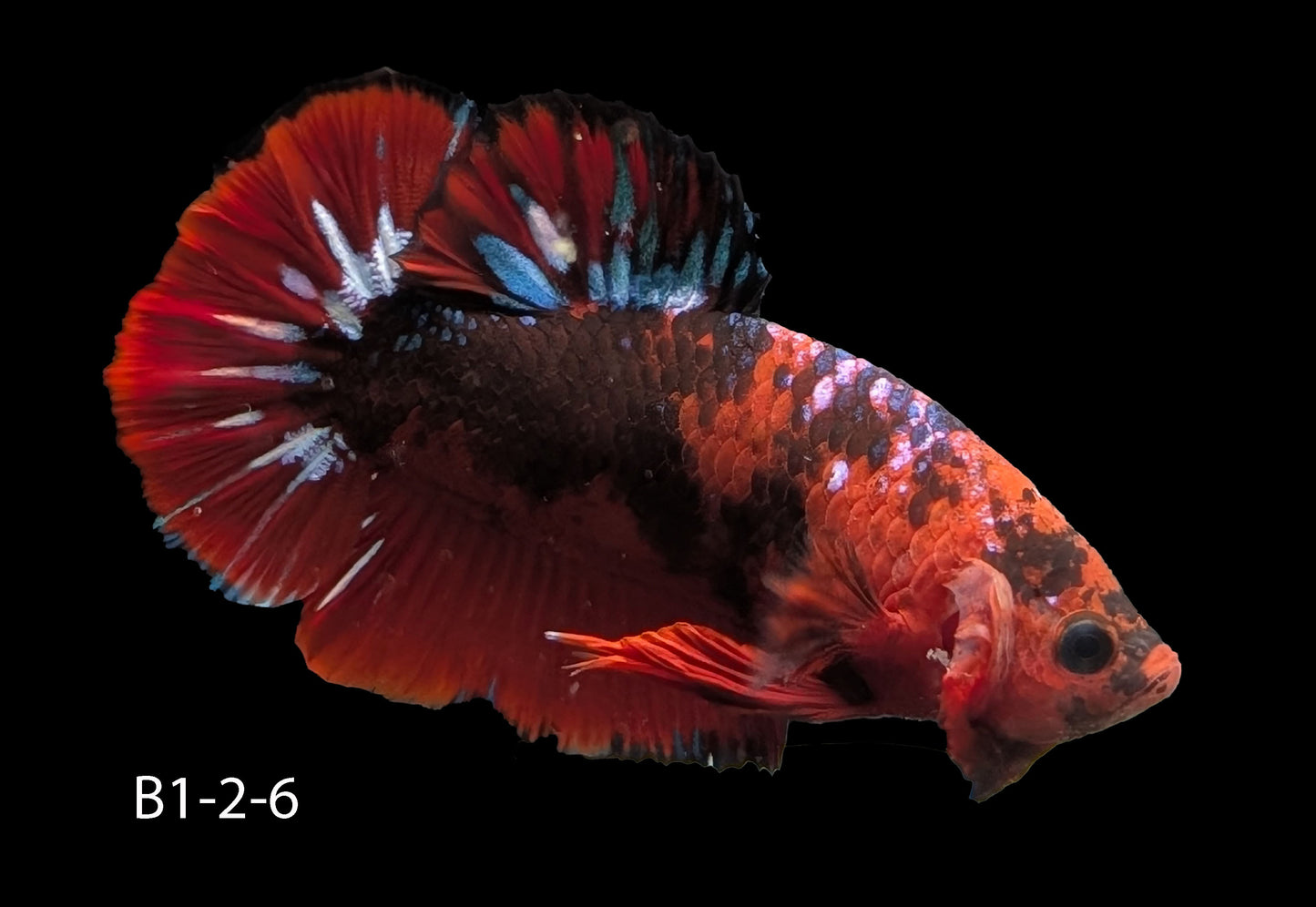 Hell-Boy Halfmoon Plakat Betta (WYSIWYG)