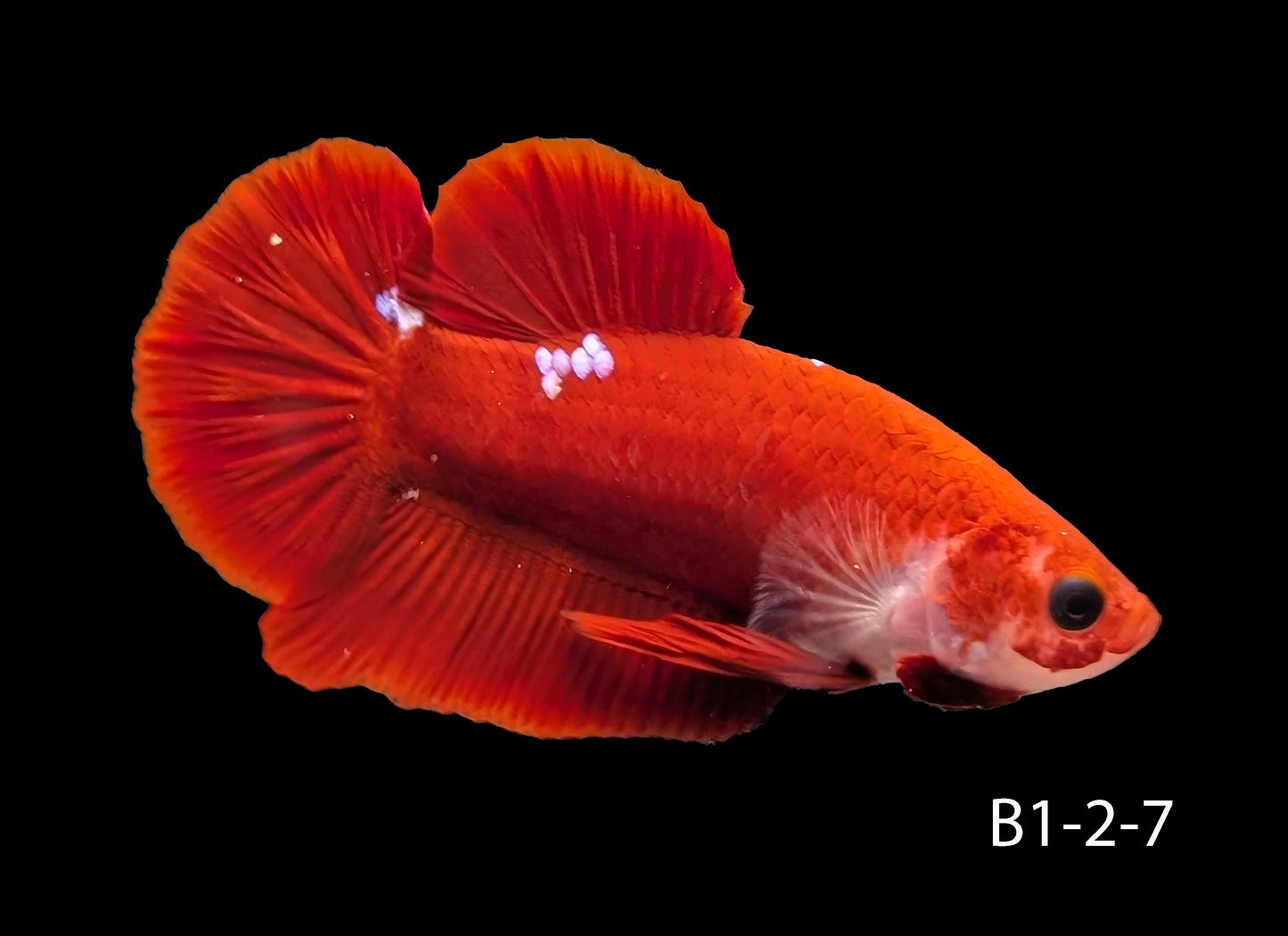 Hell-Boy Halfmoon Plakat Betta (WYSIWYG)