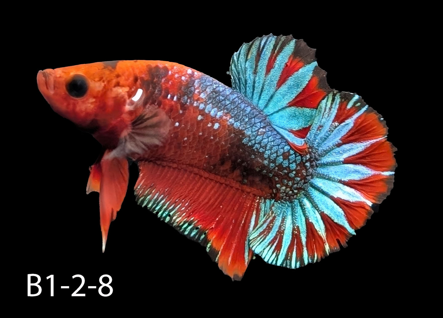Hell-Boy Halfmoon Plakat Betta (WYSIWYG)