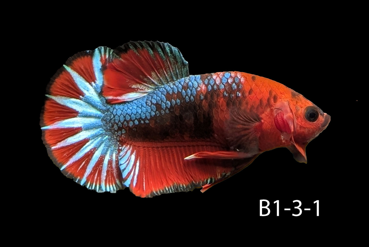 Hell-Boy Halfmoon Plakat Betta (WYSIWYG)