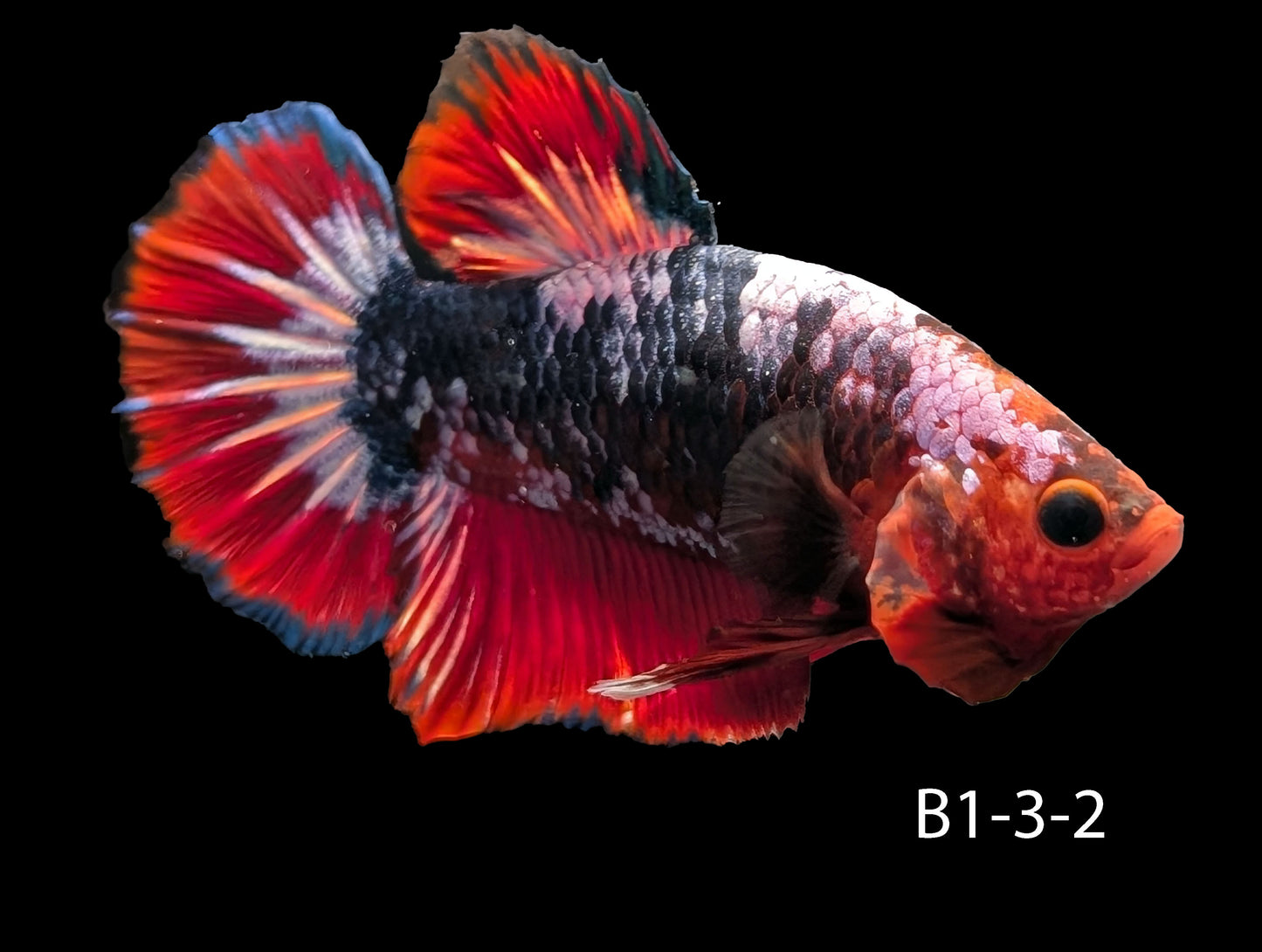 Hell-Boy Halfmoon Plakat Betta (WYSIWYG)