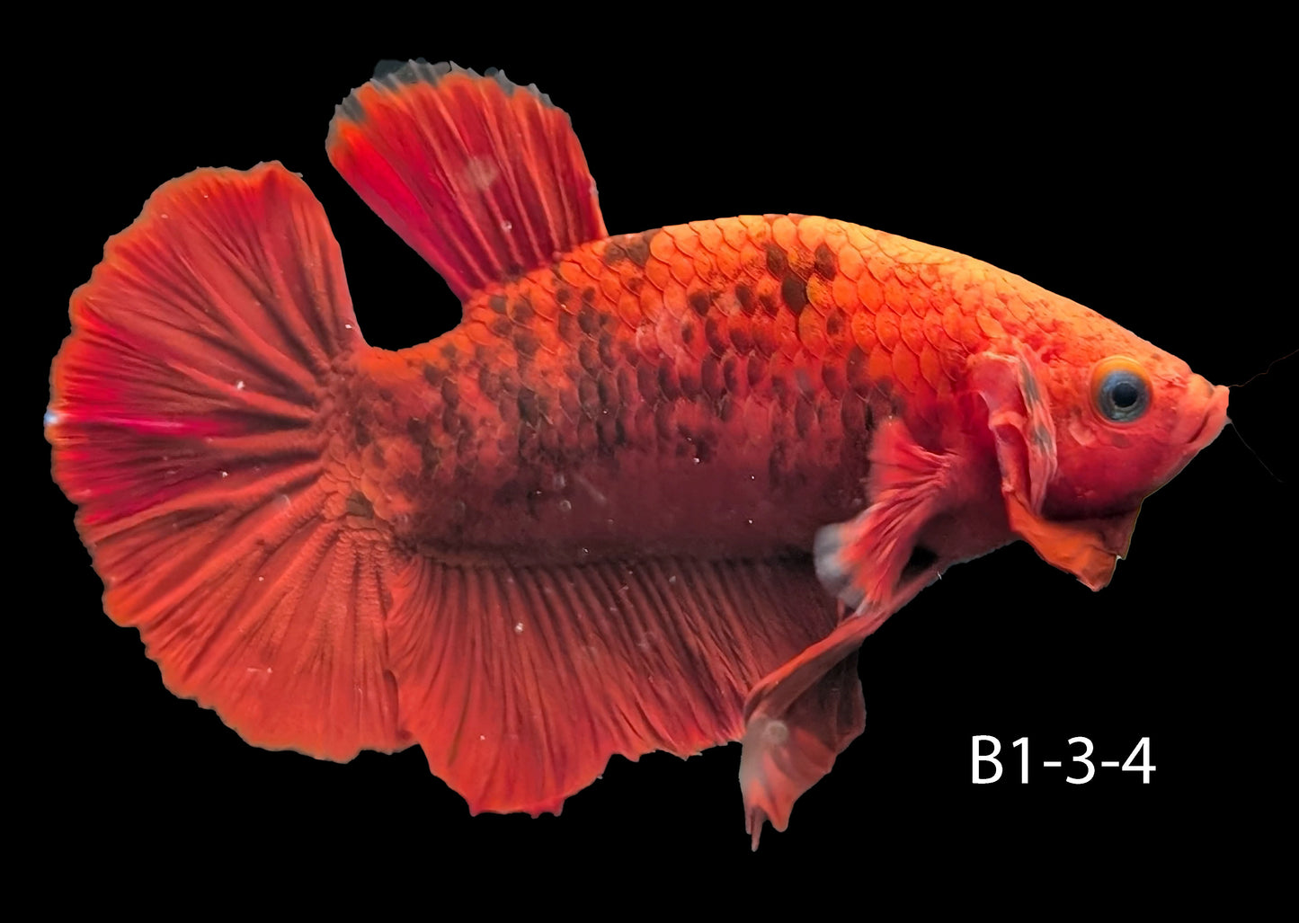Hell-Boy Halfmoon Plakat Betta (WYSIWYG)