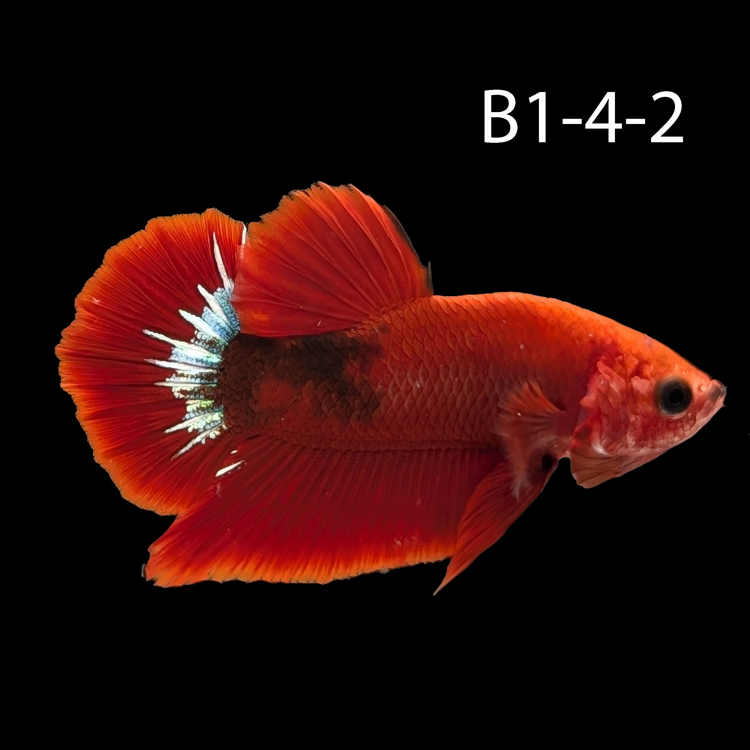 Hell-Boy Halfmoon Plakat Betta (WYSIWYG)