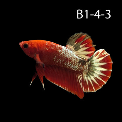 Hell-Boy Halfmoon Plakat Betta