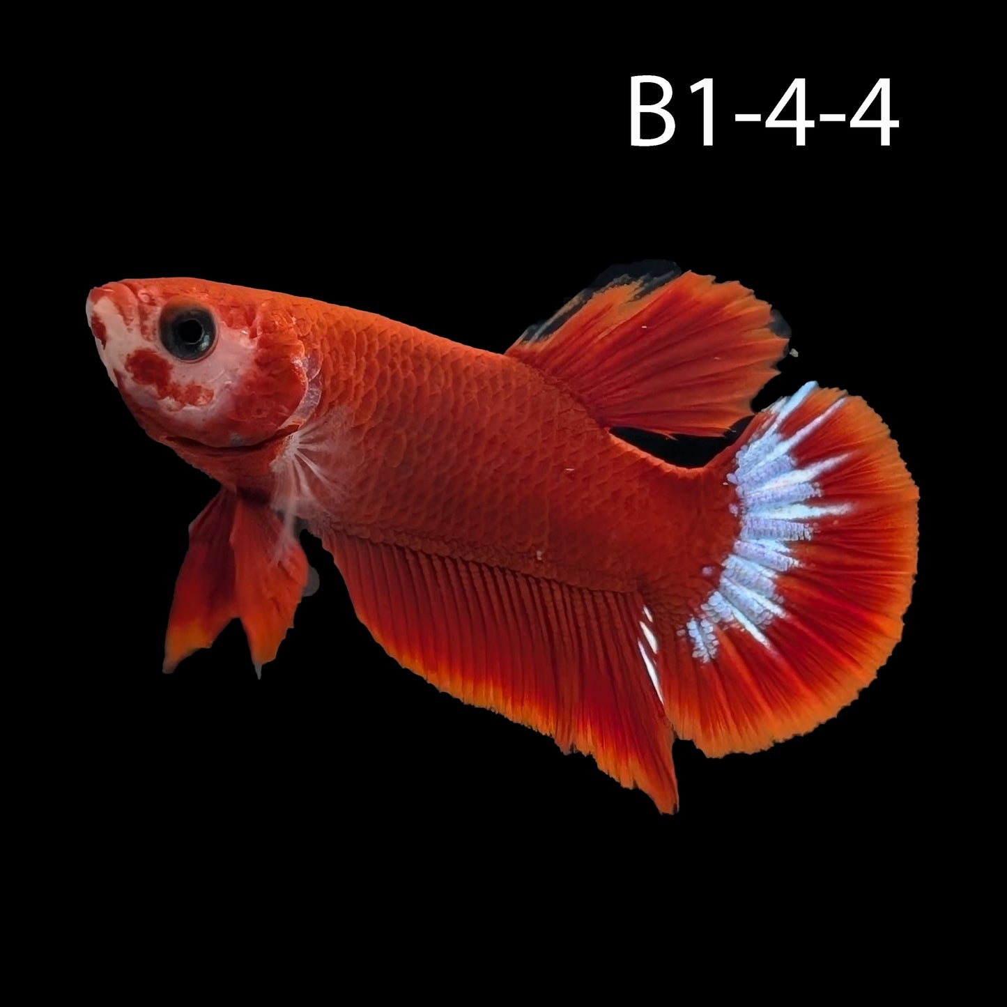 Hell-Boy Halfmoon Plakat Betta (WYSIWYG)