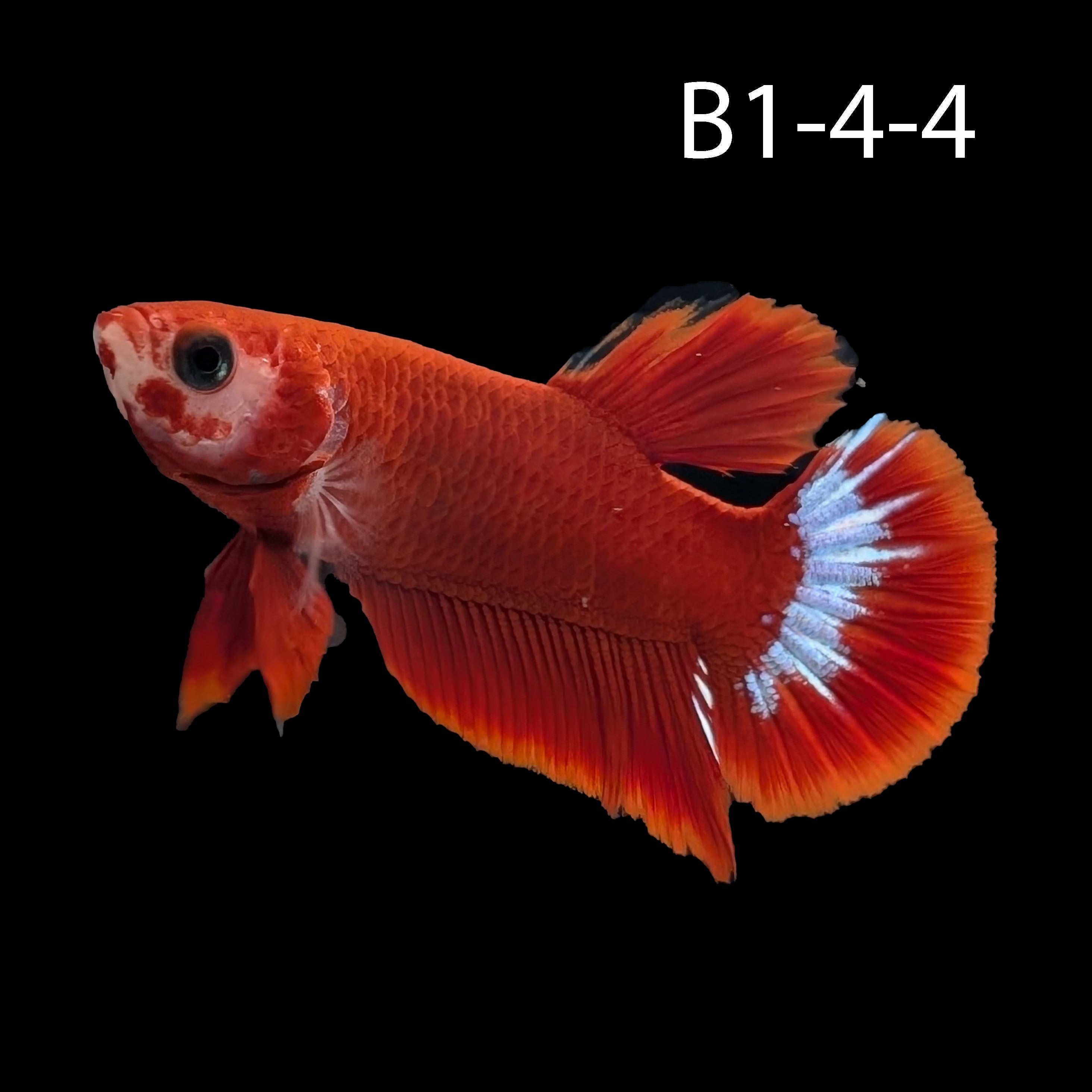 Hell-Boy Halfmoon Plakat Betta (WYSIWYG)