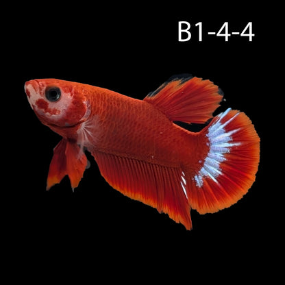 Hell-Boy Halfmoon Plakat Betta