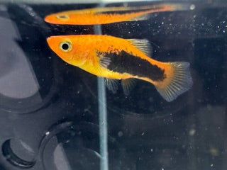 Tuxedo Platy