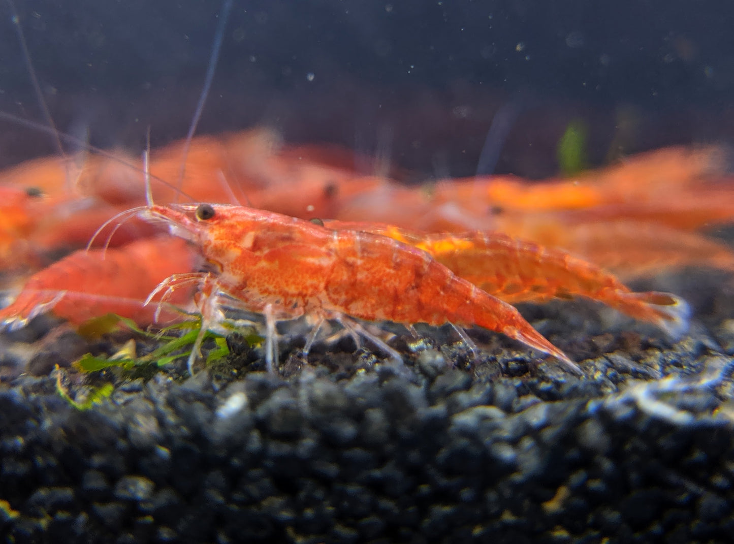 Neocaridina Creamsicle Pack