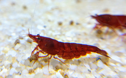 Neocaridina Stars & Stripes Pack