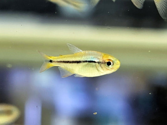 Imperial Lapis Tetra (Tank-Bred)