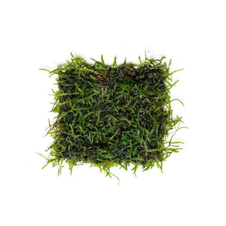 Java Moss on Stainless Steel