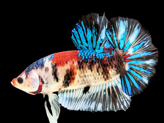 Koi Halfmoon Plakat Betta Male