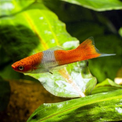 Koi Tancho Swordtail