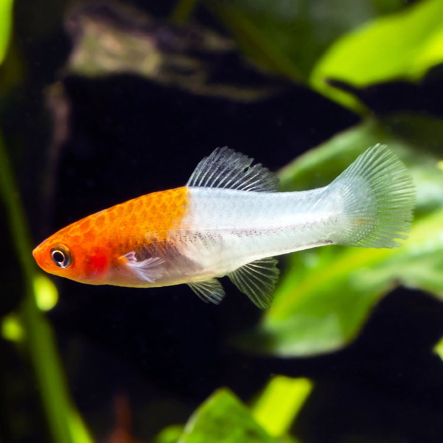Koi Tancho Swordtail
