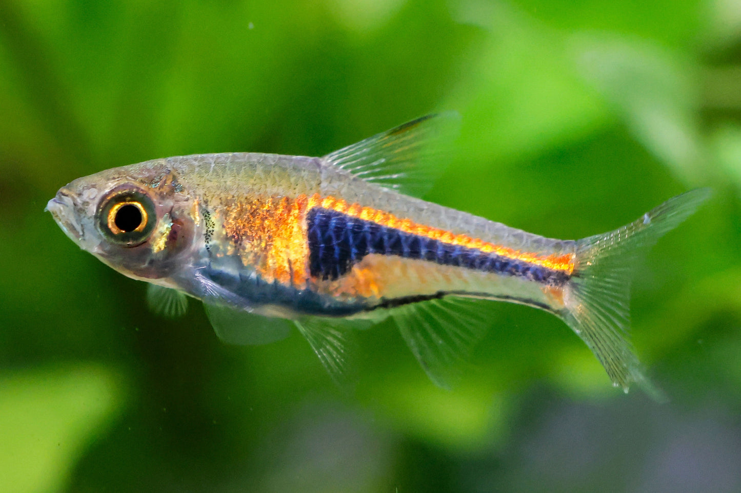 Lambchop Rasbora