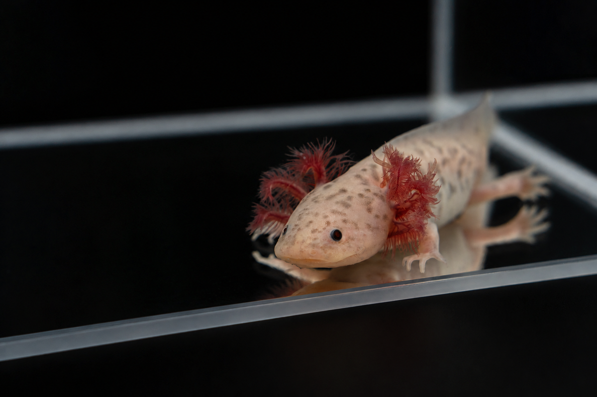 Lavender Axolotl (Hypo Melanistic Copper)