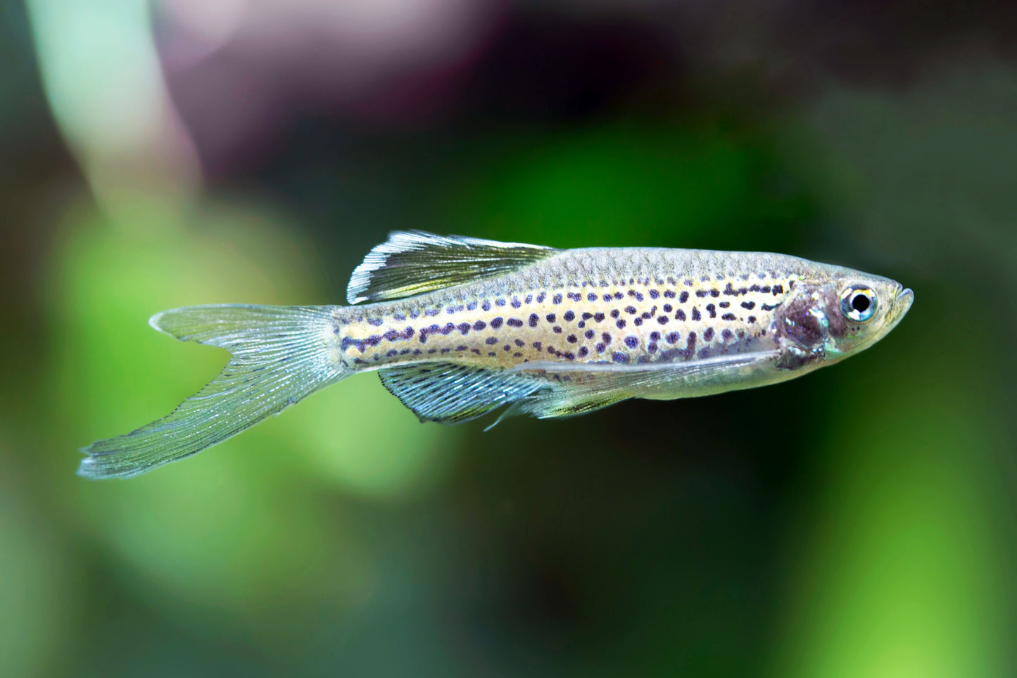 Leopard Danio - Shrimpy Business