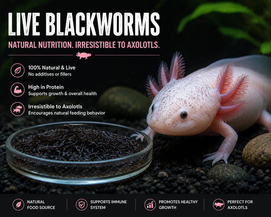 Live Blackworms