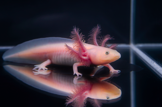 Leucistic Axolotl (Classic Pink)