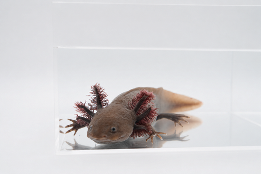 Melanoid Axanthic Copper Axolotl (MAC)