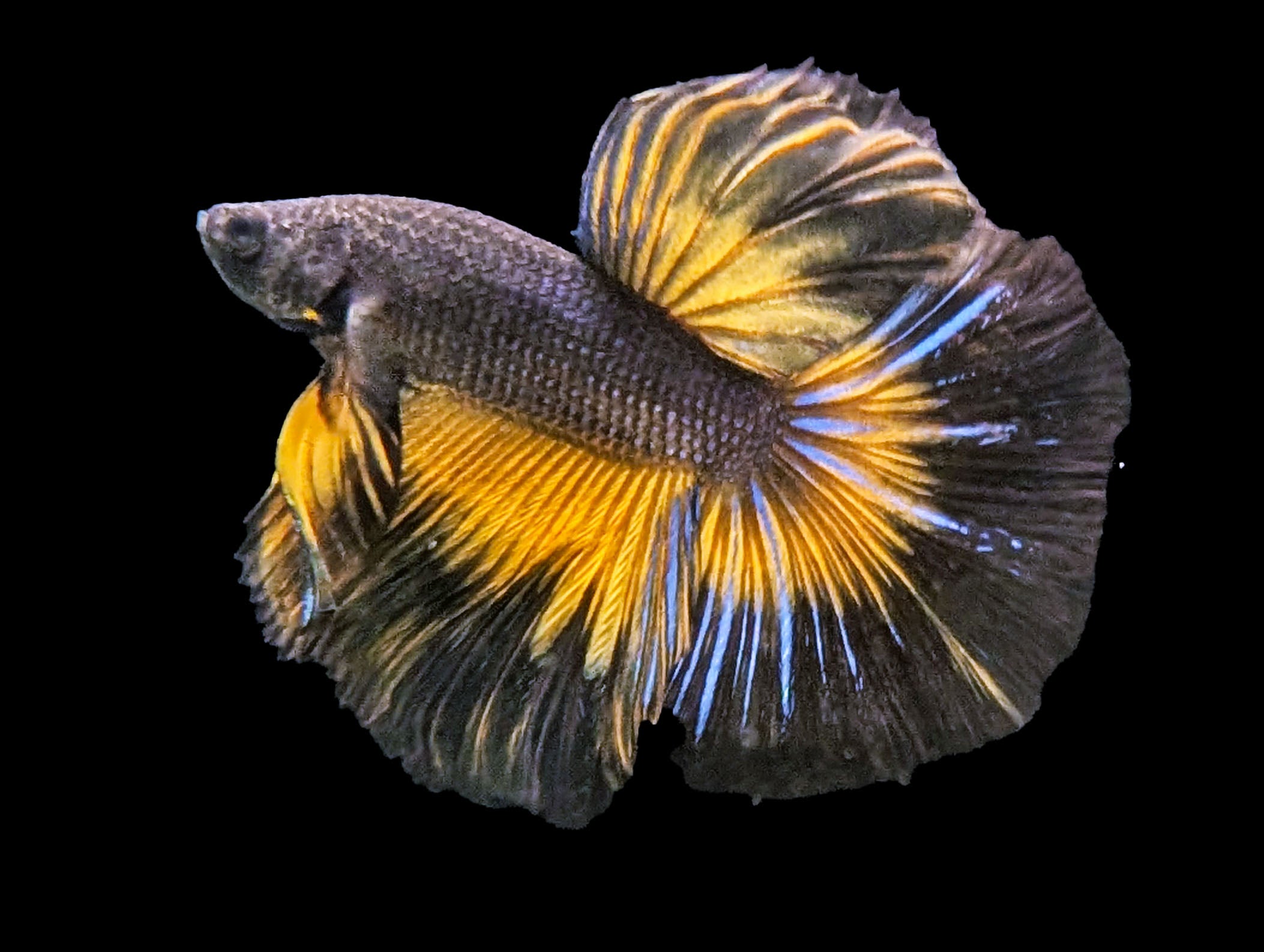 Mustard Gas Halfmoon Betta Male