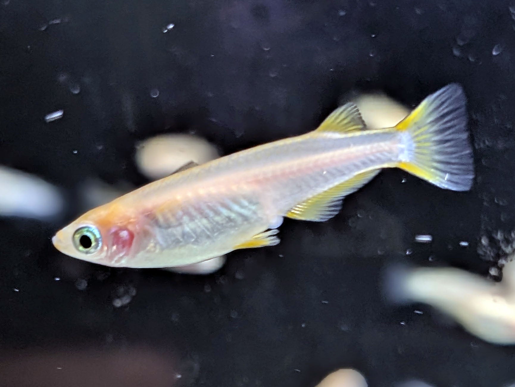 Orange Medaka Ricefish | Nano Fish | Shrimpy Business