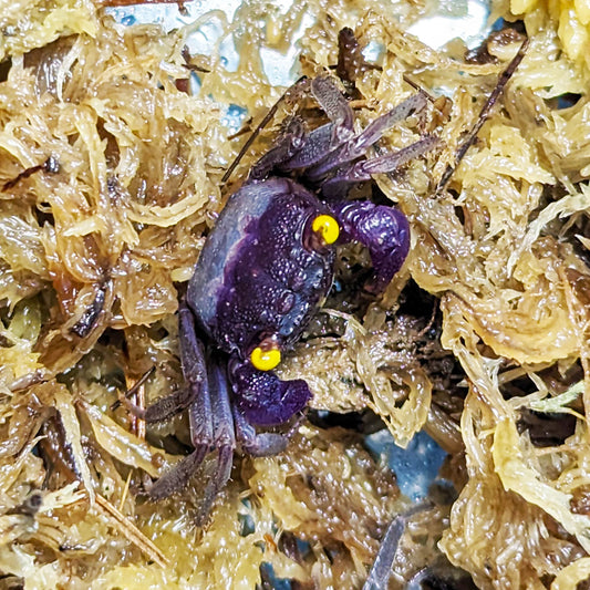 Orchid Vampire Crabs