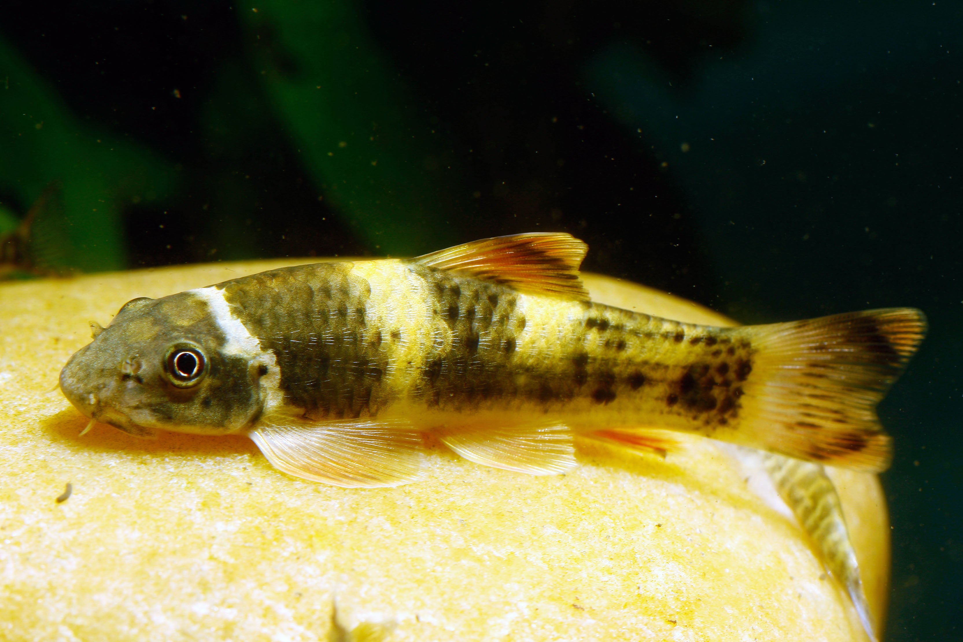 Panda Garra | Nano FIsh | Shrimpy Business